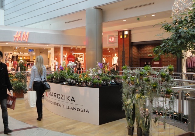 marczika bonsai studio bonsai vasarlasi lehetoseg budapesten a westend city centerben